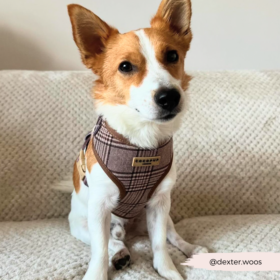 Pup Plaid Adjustable Neck Harness: