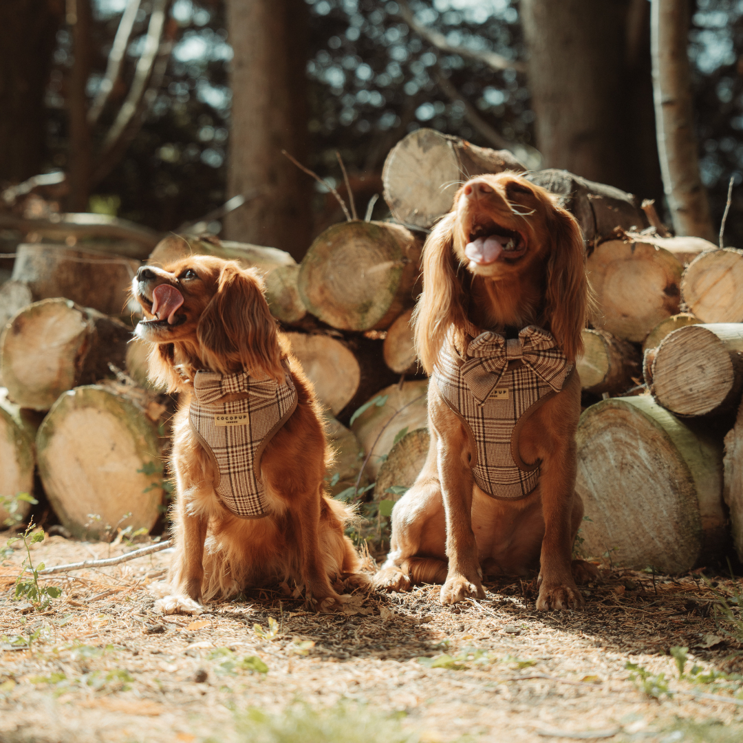 Pup Plaid Adjustable Neck Harness:
