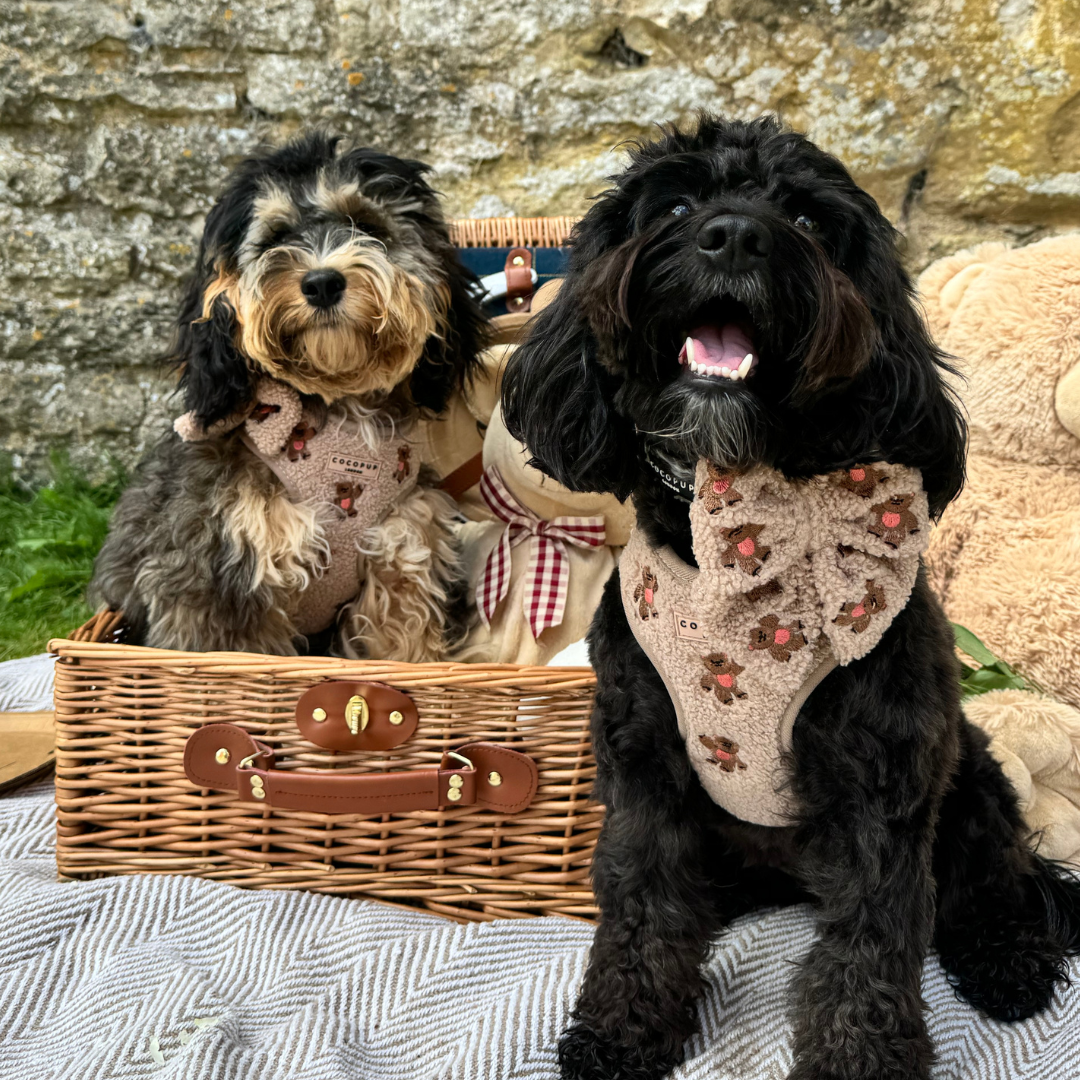 Theo Embroidered Teddy Adjustable Neck Harness: