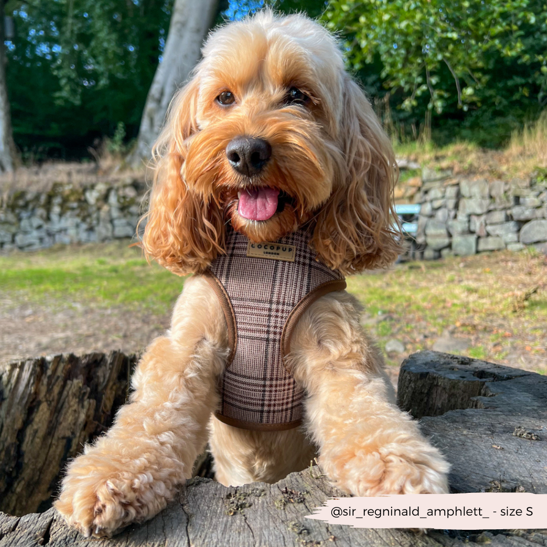 Pup Plaid Adjustable Neck Harness: