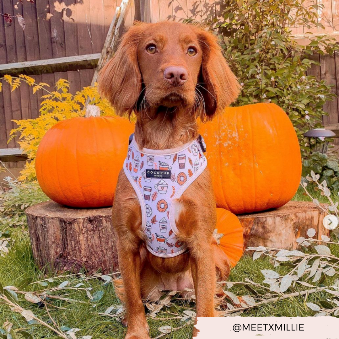 Autumn Puppuccino Adjustable Neck Harness: