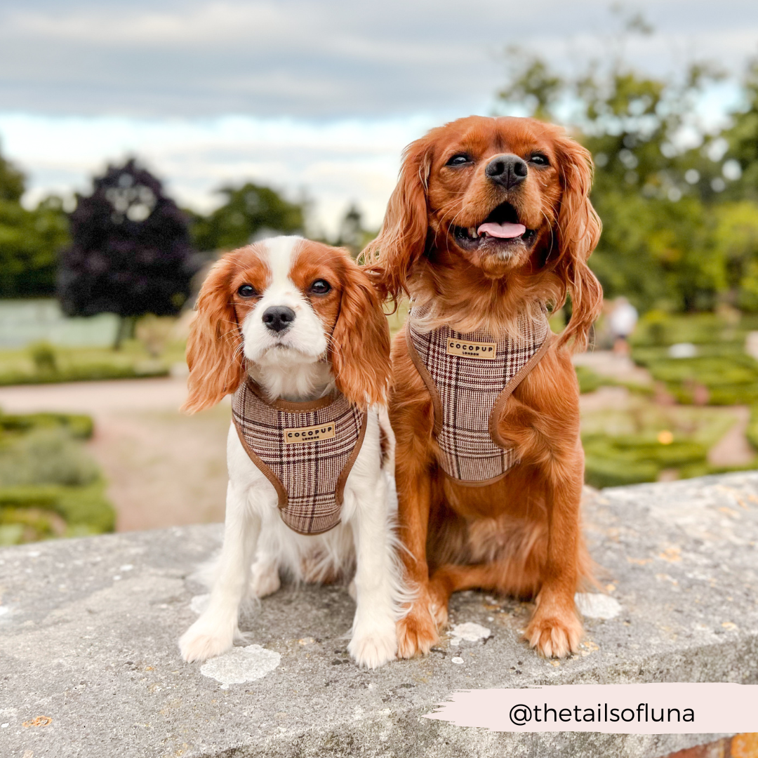 Pup Plaid Adjustable Neck Harness: