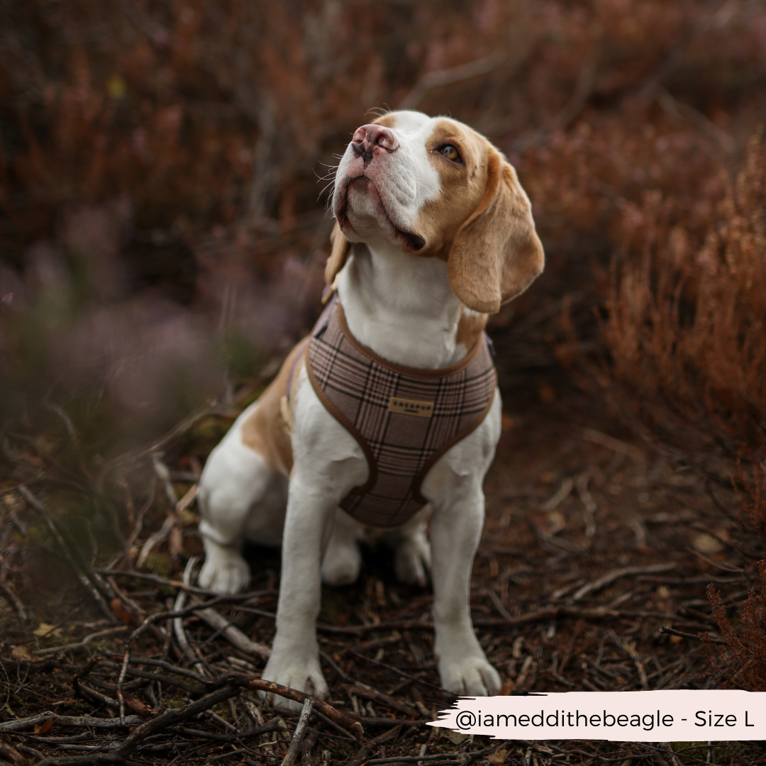 Pup Plaid Adjustable Neck Harness: