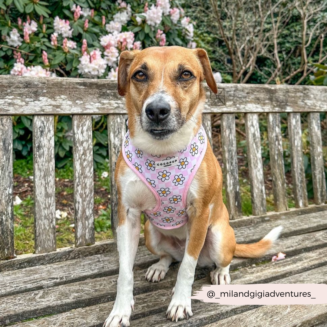 Daisy Gingham Rave Adjustable Neck Harness: