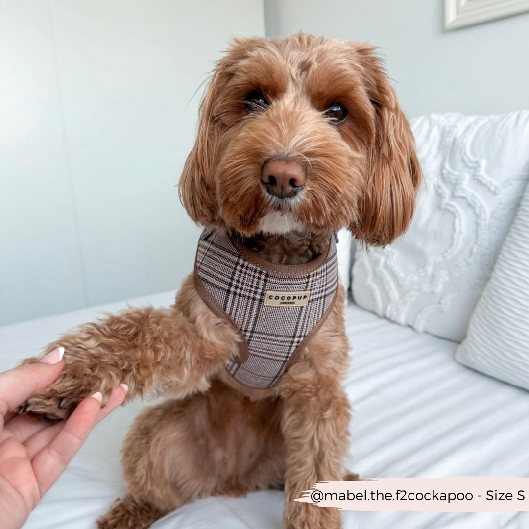 Pup Plaid Adjustable Neck Harness: