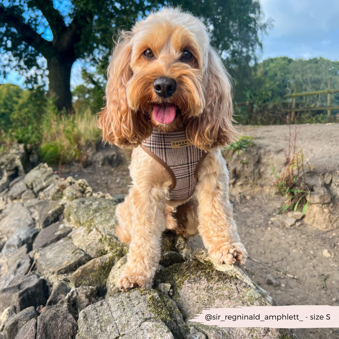 Pup Plaid Adjustable Neck Harness: