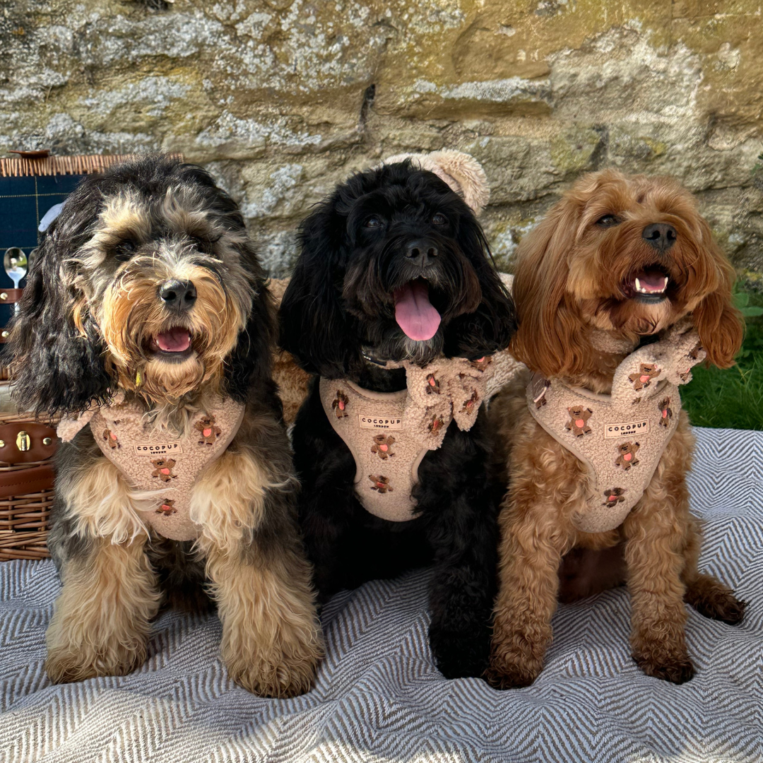 Theo Embroidered Teddy Adjustable Neck Harness: