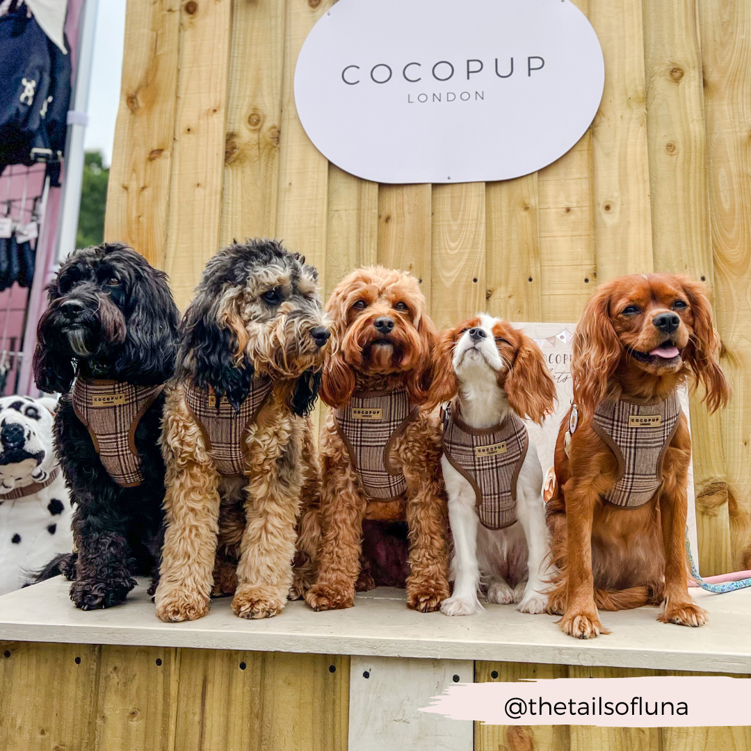 Pup Plaid Adjustable Neck Harness: