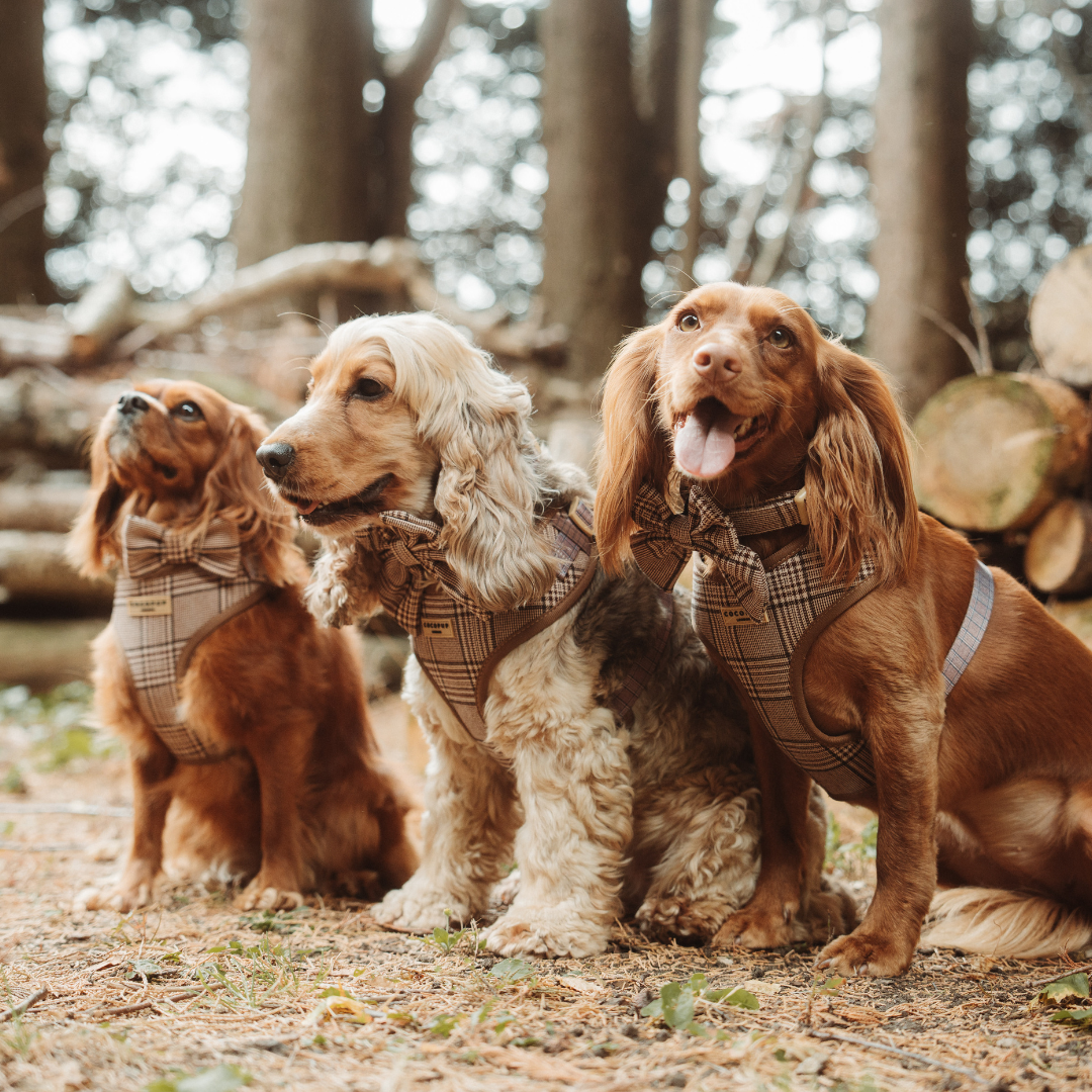 Pup Plaid Adjustable Neck Harness: