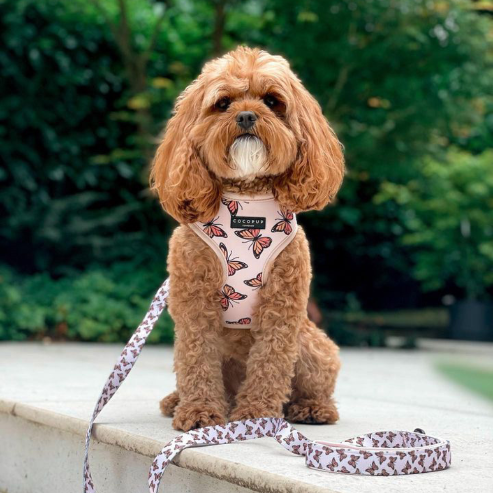 Dog Harness - Adjustable - Boujee Butterfly