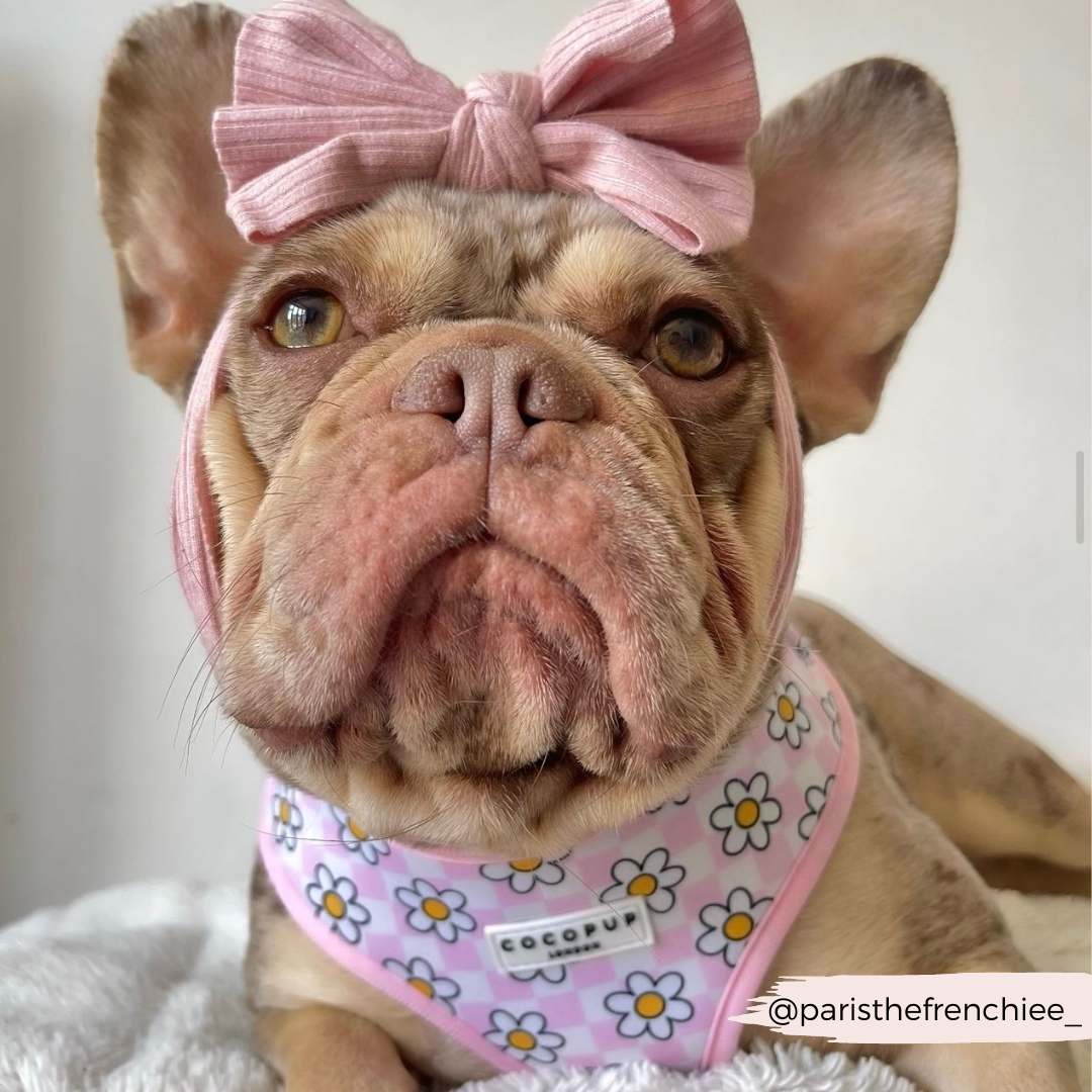 Daisy Gingham Rave Adjustable Neck Harness: