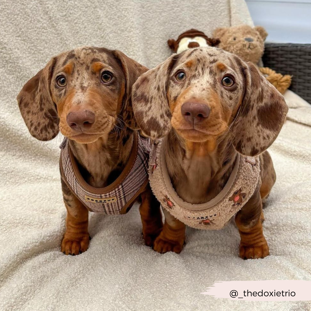 Pup Plaid Adjustable Neck Harness: