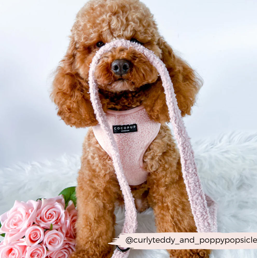 Dog Lead - Cocopup - TEDDY - Love-A-Lot