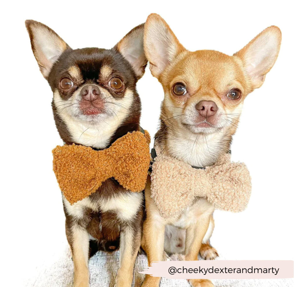 Bow Tie - TEDDY - Paddington