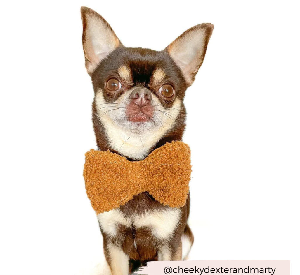 Bow Tie - TEDDY - Paddington