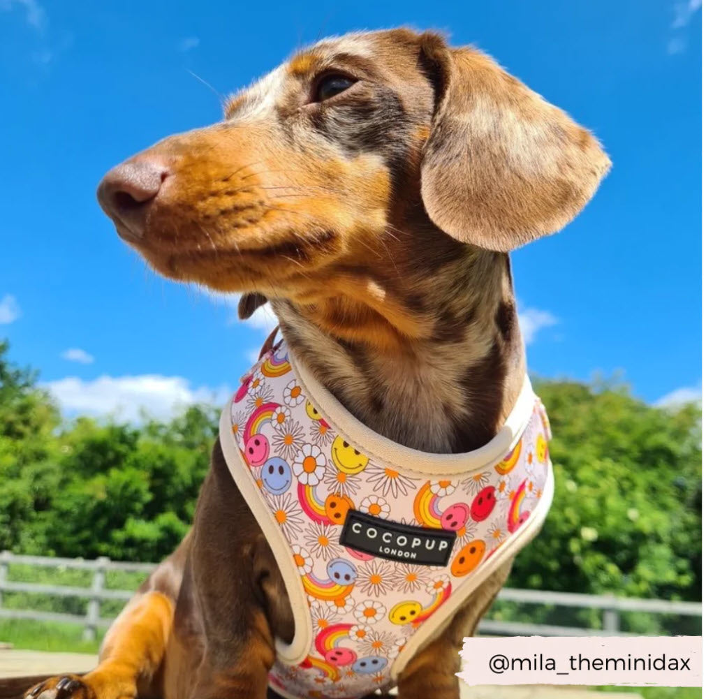 Dog Harness - Adjustable - Happiness