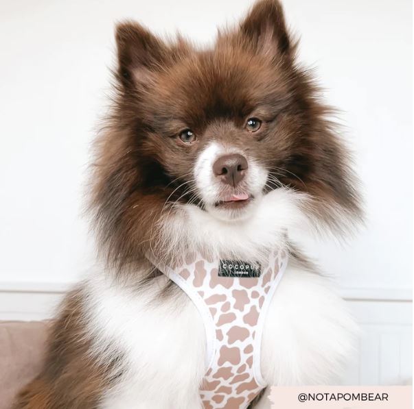 Dog Harness - Adjustable - Nude Cow