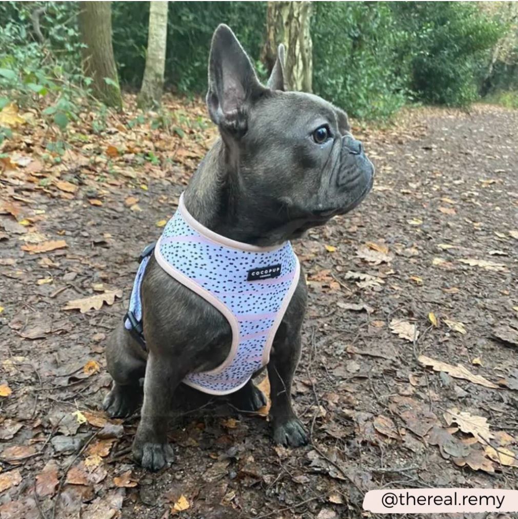 Dog Harness - Adjustable - Pink Dalmation