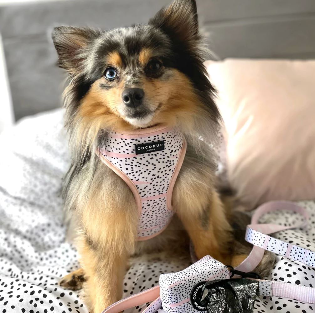 Dog Harness - Adjustable - Pink Dalmation