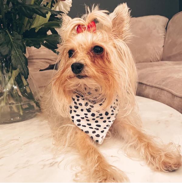 Bandana - Monochrome Spots