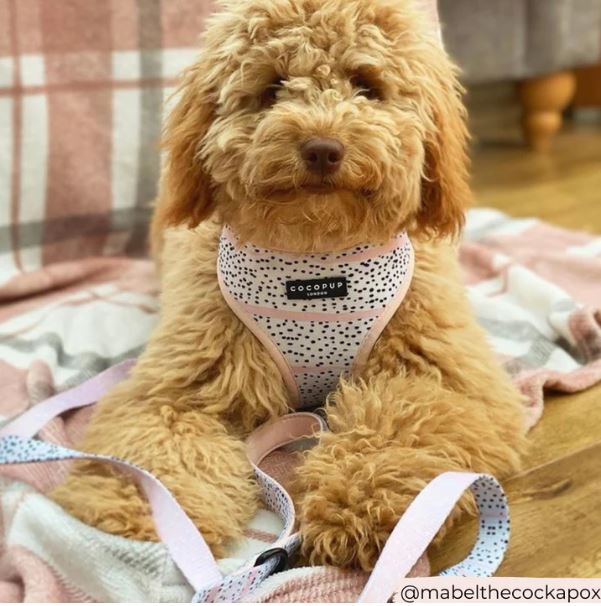 Dog Lead - Cocopup - Pink Dalmation - Milly & Me Pet Wear