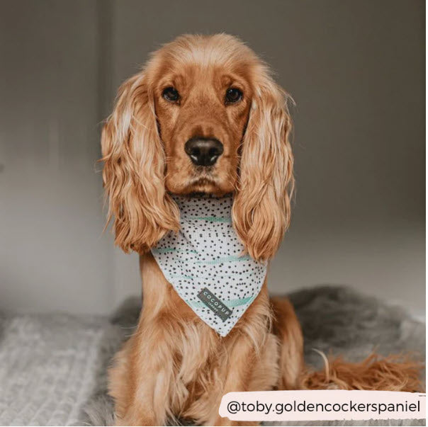 Bandana - Mint Dalmation