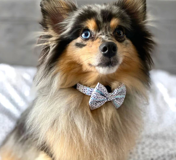Bow Tie - Mint Dalmation