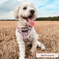 Autumn Puppuccino Adjustable Neck Harness: