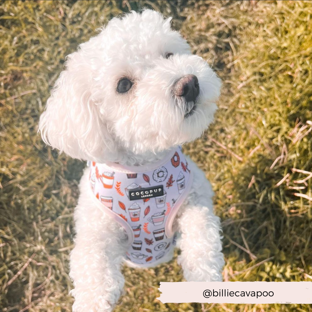 Autumn Puppuccino Adjustable Neck Harness: