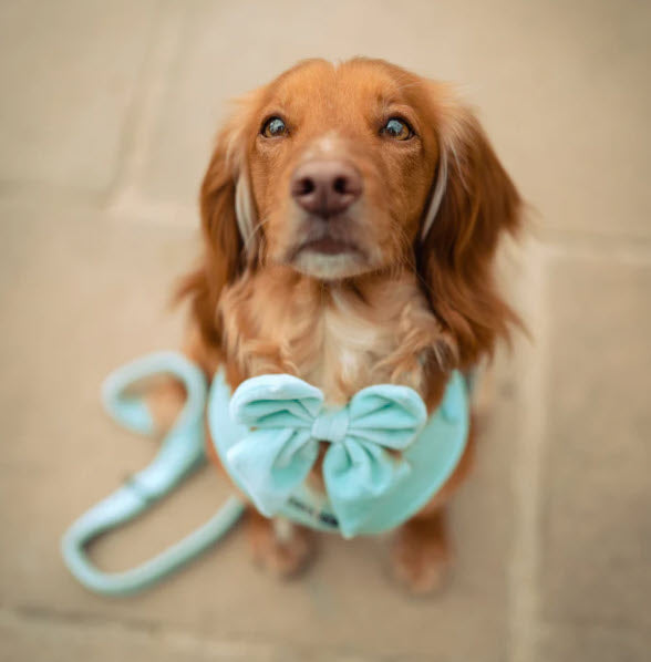 Bow Tie - LUXE SAILOR Velvet - Royal Turquoise