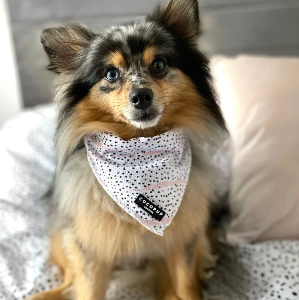 Bandana - Pink Dalmation