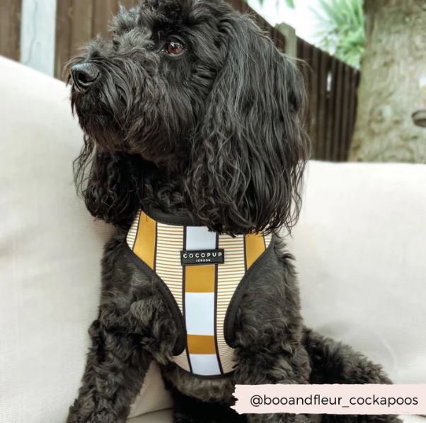 Dog Harness - Adjustable - Mustard Stripe