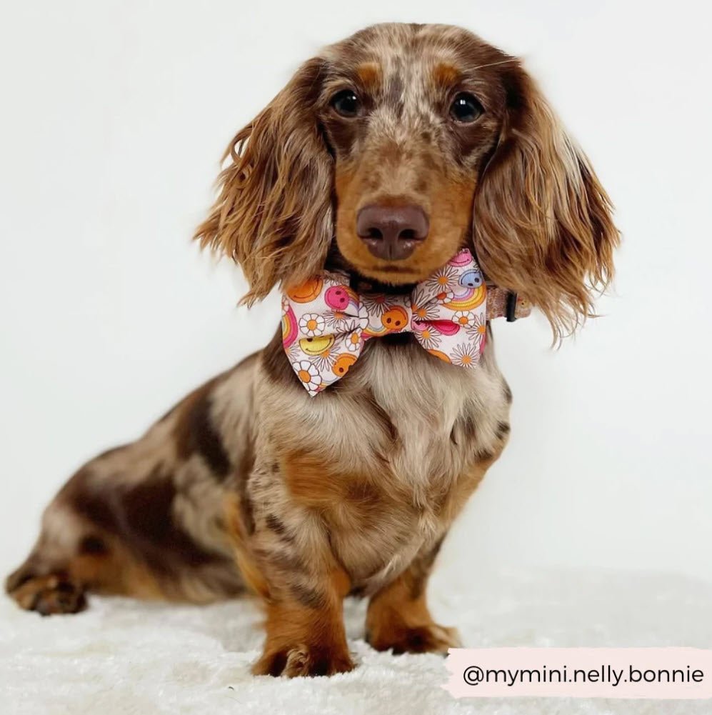 Bow Tie - Happiness - Milly & Me Pet Wear