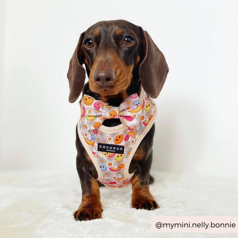 Bow Tie - Happiness - Milly & Me Pet Wear