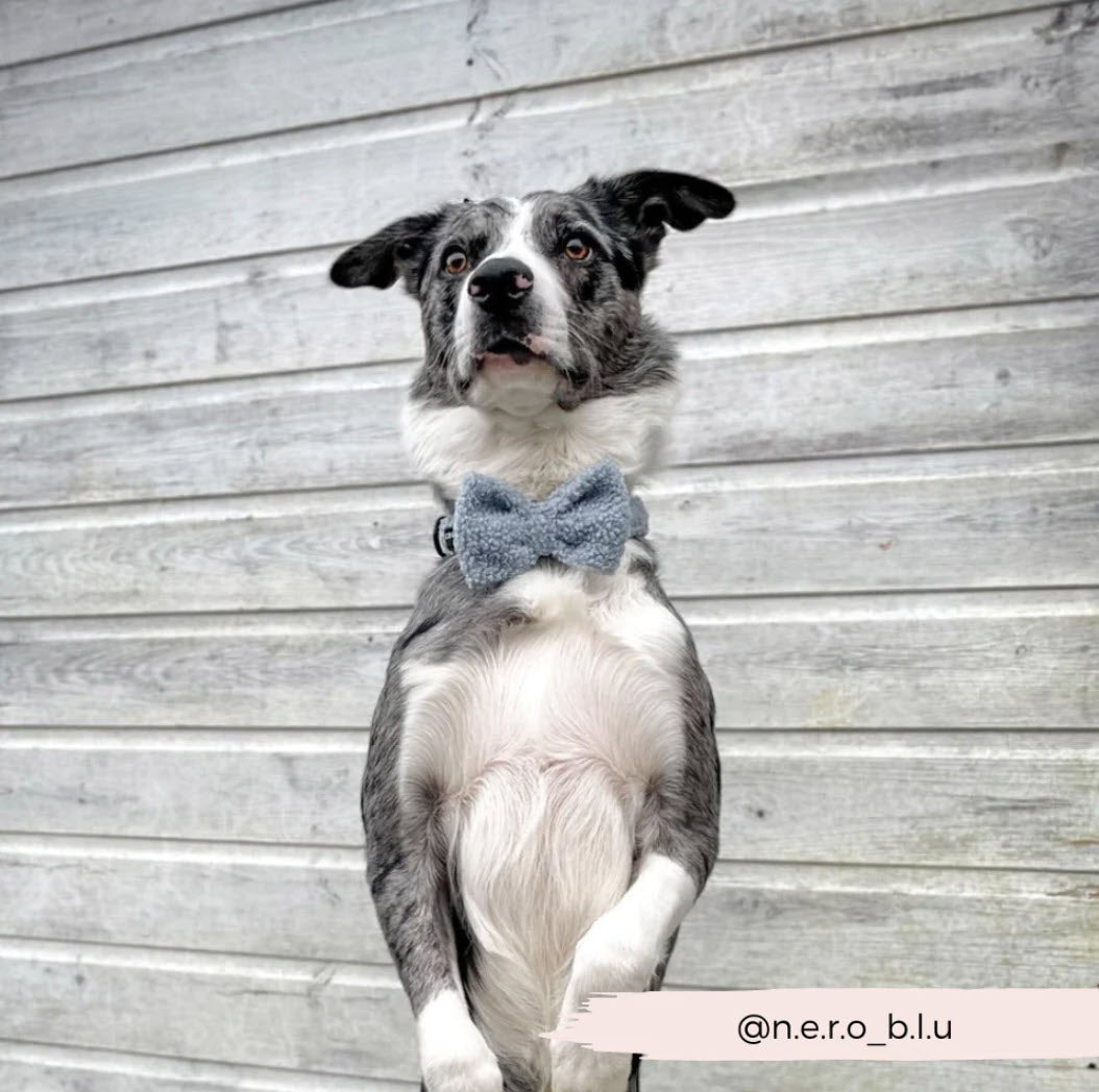 Bow Tie - TEDDY - Day Dream - Milly & Me Pet Wear