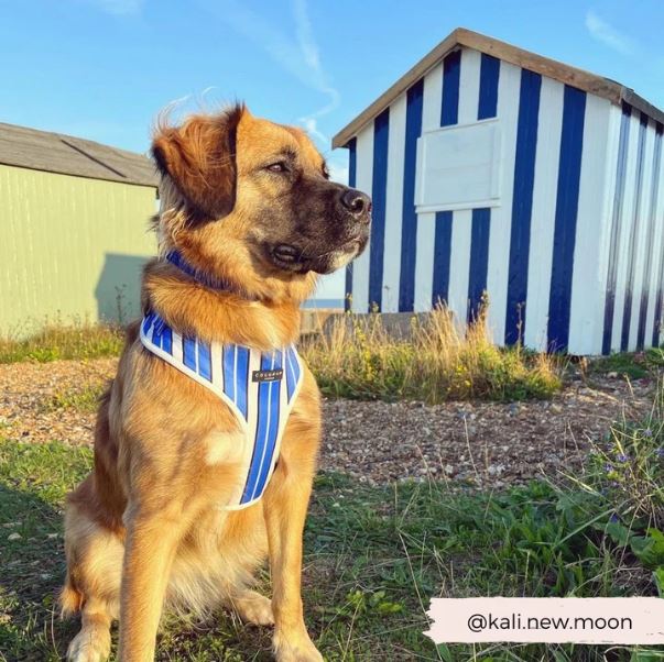 Dog Harness - Adjustable - Blue Stripe - Milly & Me Pet Wear