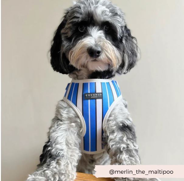 Dog Harness - Adjustable - Blue Stripe - Milly & Me Pet Wear