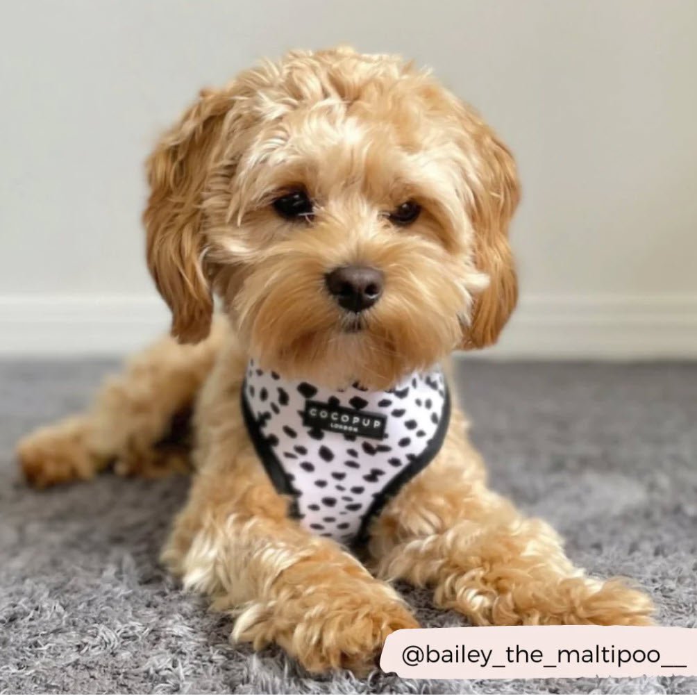 Dog Harness - Adjustable - Monochrome Spots - Milly & Me Pet Wear