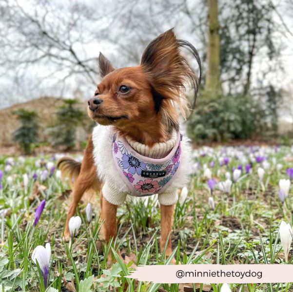 Dog Harness - Adjustable - Pastel Flowers - Milly & Me Pet Wear